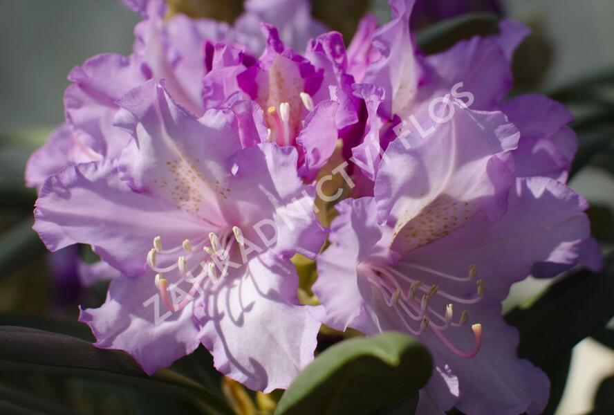Pěnišník 'Caroline Allbrook' - Rhododendron (Y) 'Caroline Allbrook'