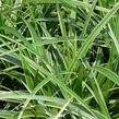 Ostřice japonská 'Ice Dance' - Carex morrowii 'Ice Dance'