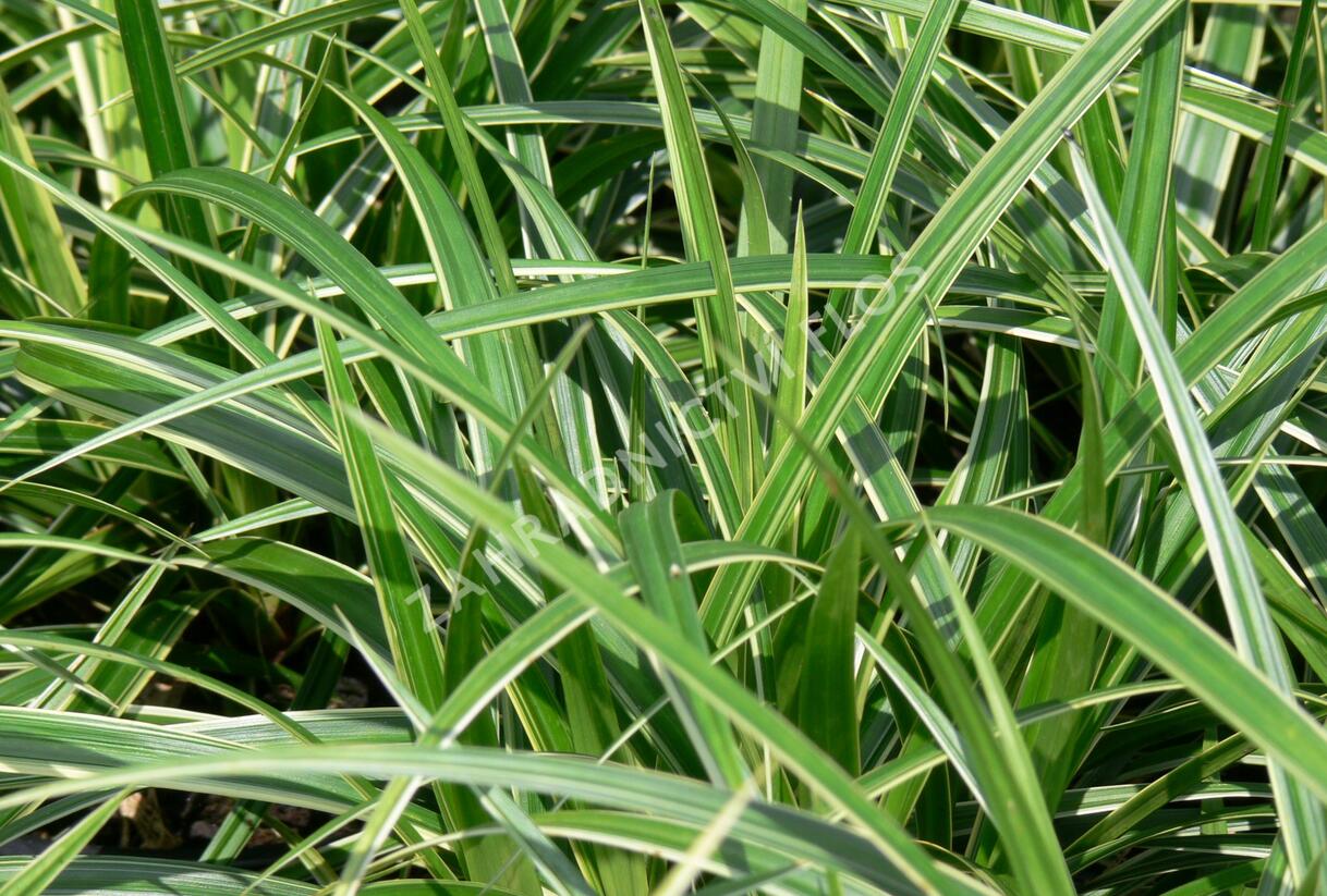 Ostřice japonská 'Ice Dance' - Carex morrowii 'Ice Dance'