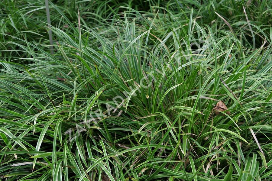 Ostřice japonská 'Ice Dance' - Carex morrowii 'Ice Dance'