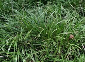 Ostřice japonská 'Ice Dance' - Carex morrowii 'Ice Dance'