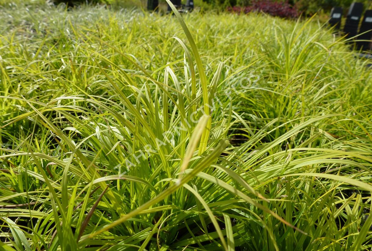 Ostřice horská - Carex montana