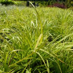 Ostřice horská - Carex montana