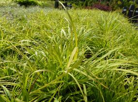Ostřice horská - Carex montana