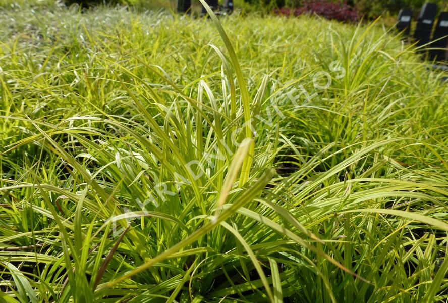 Ostřice horská - Carex montana
