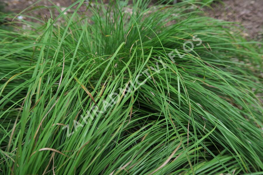 Ostřice horská - Carex montana