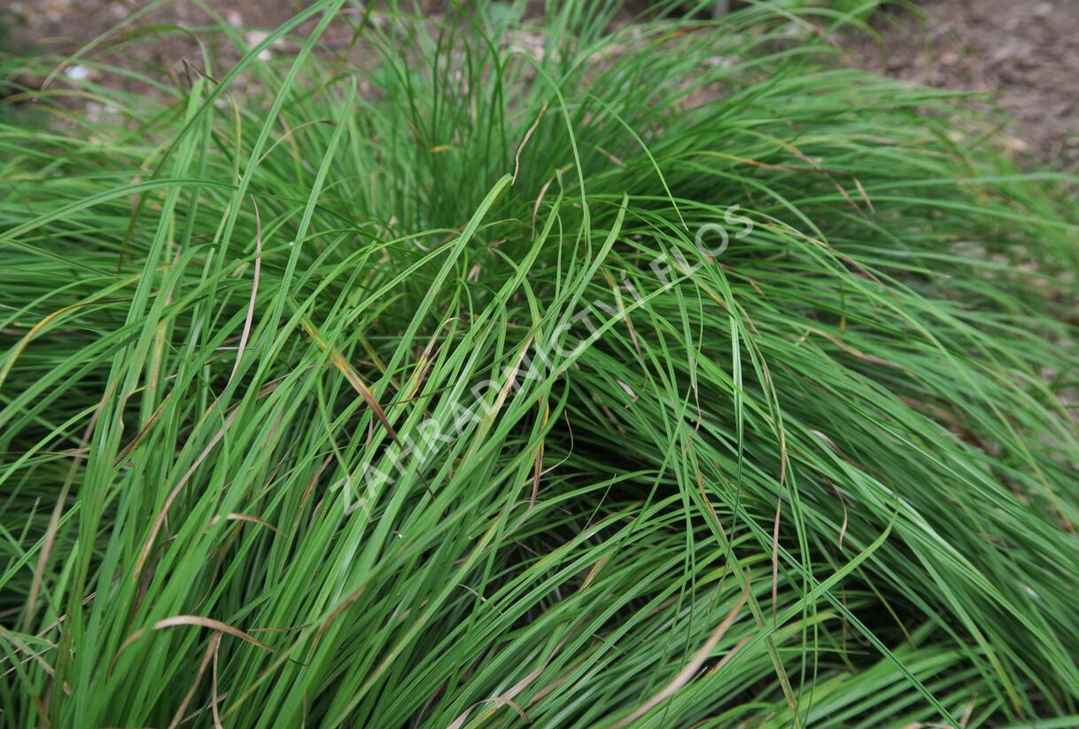Ostřice horská - Carex montana