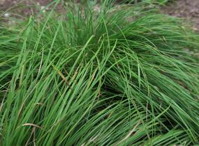 Ostřice horská - Carex montana