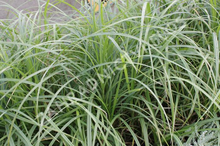 Ostřice srstnatá - Carex hirta