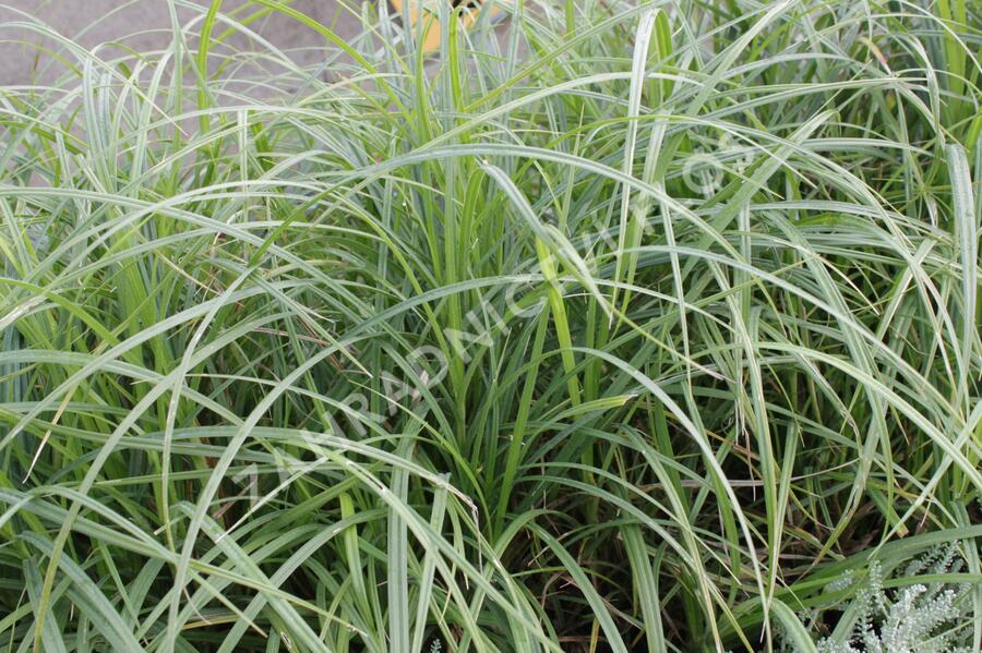 Ostřice srstnatá - Carex hirta