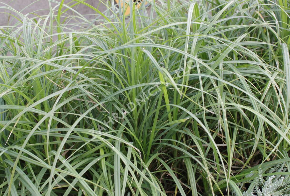 Ostřice srstnatá - Carex hirta