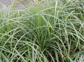 Ostřice srstnatá - Carex hirta