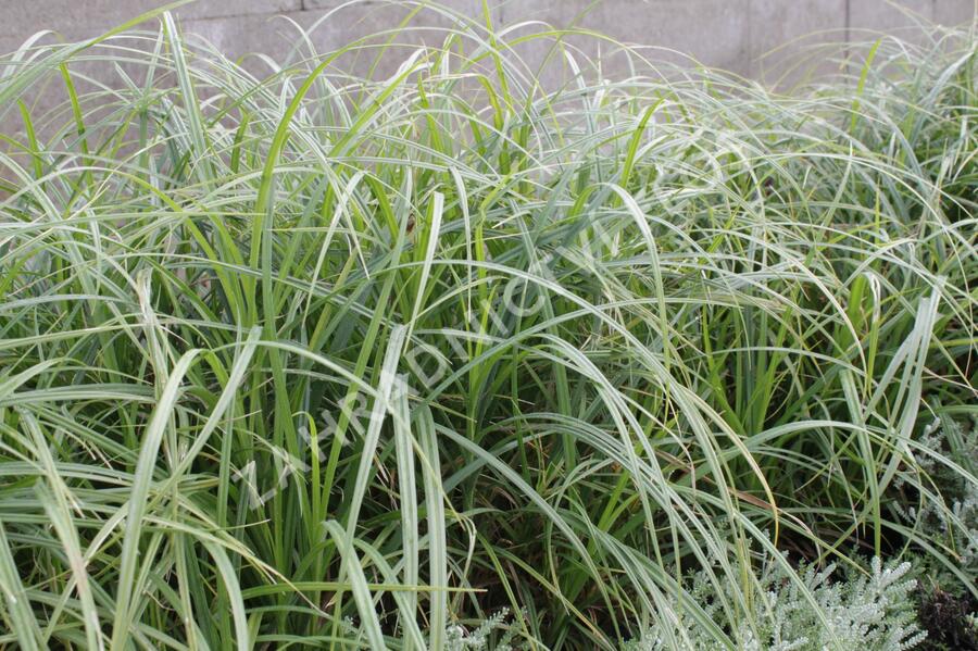 Ostřice srstnatá - Carex hirta