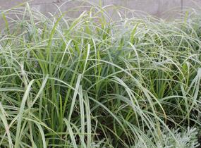 Ostřice srstnatá - Carex hirta