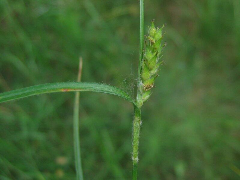 Ostřice srstnatá - Carex hirta