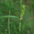 Ostřice srstnatá - Carex hirta