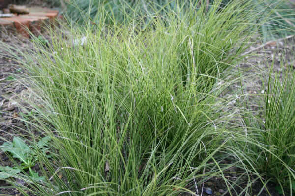 Ostřice - Carex brunnea