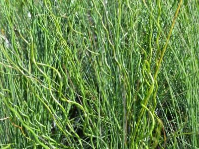 Sítina rozkladitá 'Twisted Arrows' - Juncus effusus f. spiralis 'Twisted Arrows'