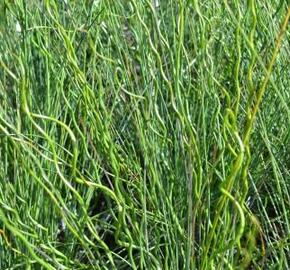 Sítina rozkladitá 'Twisted Arrows' - Juncus effusus f. spiralis 'Twisted Arrows'