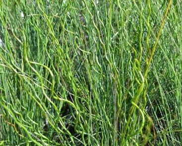 Sítina rozkladitá 'Twisted Arrows'