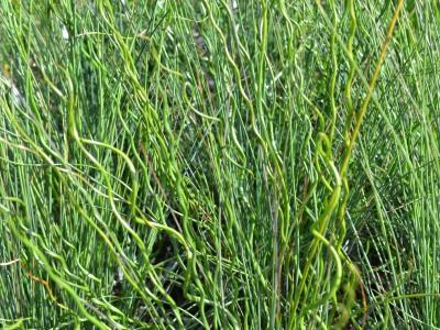 Sítina rozkladitá 'Twisted Arrows' - Juncus effusus f. spiralis 'Twisted Arrows'
