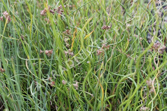 Sítina rozkladitá 'Twisted Dart' - Juncus effusus f. spiralis 'Twisted Dart'