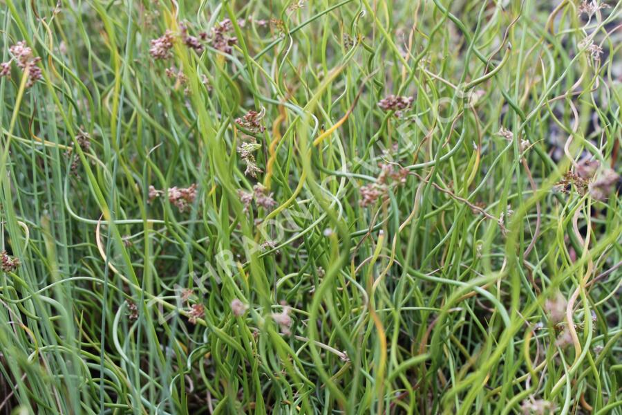 Sítina rozkladitá 'Twisted Dart' - Juncus effusus f. spiralis 'Twisted Dart'