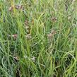 Sítina rozkladitá 'Twisted Dart' - Juncus effusus f. spiralis 'Twisted Dart'