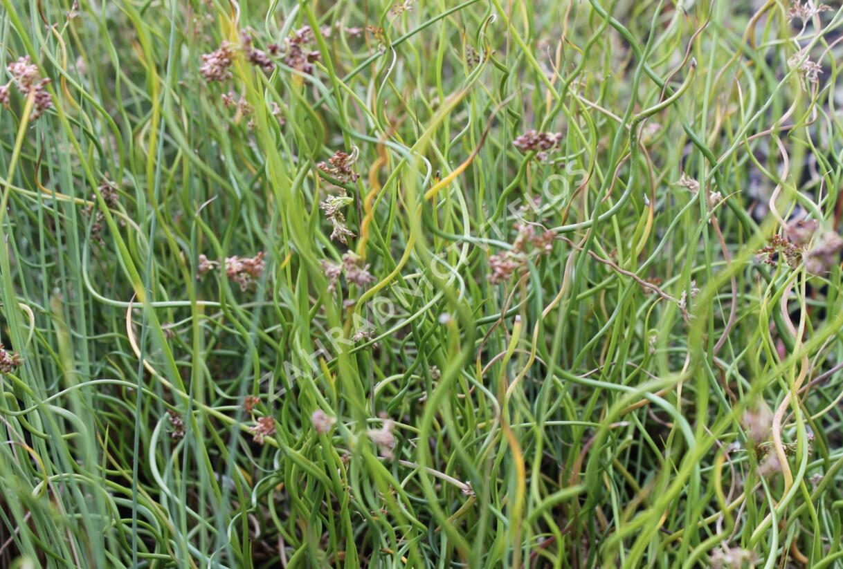 Sítina rozkladitá 'Twisted Dart' - Juncus effusus f. spiralis 'Twisted Dart'