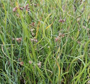 Sítina rozkladitá 'Twisted Dart' - Juncus effusus f. spiralis 'Twisted Dart'