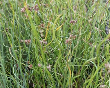 Sítina rozkladitá 'Twisted Dart'