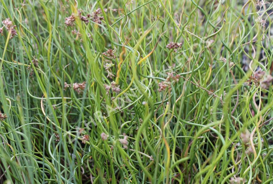 Sítina rozkladitá 'Twisted Dart' - Juncus effusus f. spiralis 'Twisted Dart'