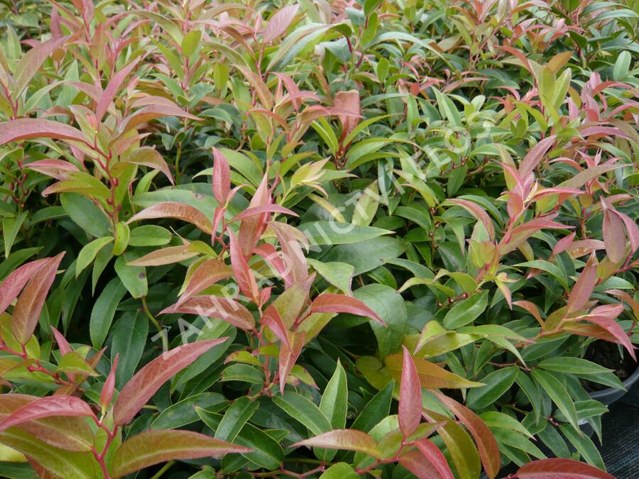 Leukothoe 'Royal Ruby' - Leucothoe keiskei 'Royal Ruby'