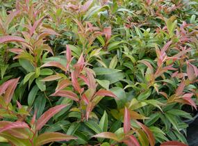 Leukothoe 'Royal Ruby' - Leucothoe keiskei 'Royal Ruby'
