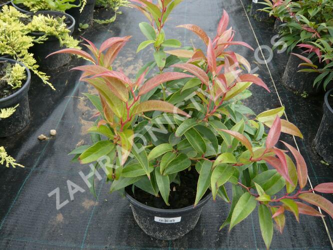 Leukothoe 'Royal Ruby' - Leucothoe keiskei 'Royal Ruby'