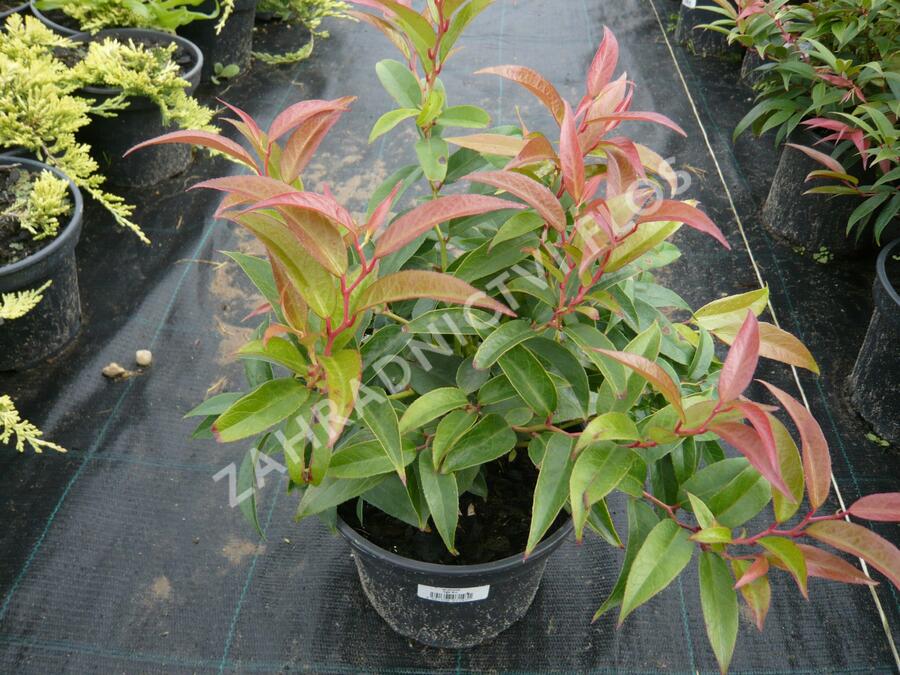 Leukothoe 'Royal Ruby' - Leucothoe keiskei 'Royal Ruby'