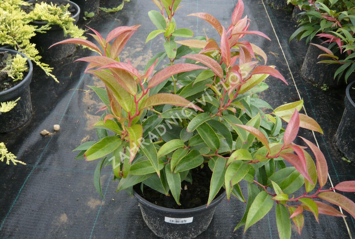 Leukothoe 'Royal Ruby' - Leucothoe keiskei 'Royal Ruby'