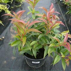 Leukothoe 'Royal Ruby' - Leucothoe keiskei 'Royal Ruby'