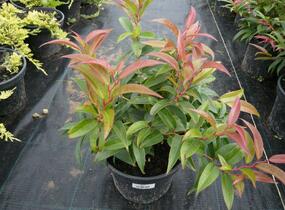 Leukothoe 'Royal Ruby' - Leucothoe keiskei 'Royal Ruby'