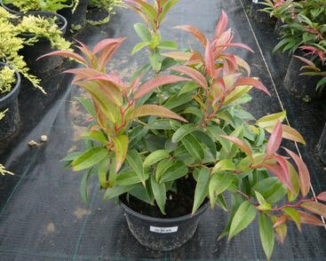 Leukothoe 'Royal Ruby'