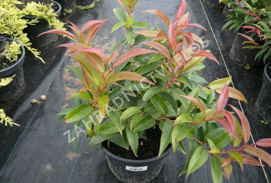 Leukothoe 'Royal Ruby' - Leucothoe keiskei 'Royal Ruby'