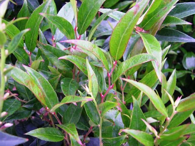 Leukothoe 'Royal Ruby' - Leucothoe keiskei 'Royal Ruby'