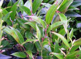 Leukothoe 'Royal Ruby' - Leucothoe keiskei 'Royal Ruby'