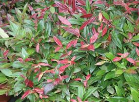 Leukothoe 'Scarletta' - Leucothoe axillaris 'Scarletta'