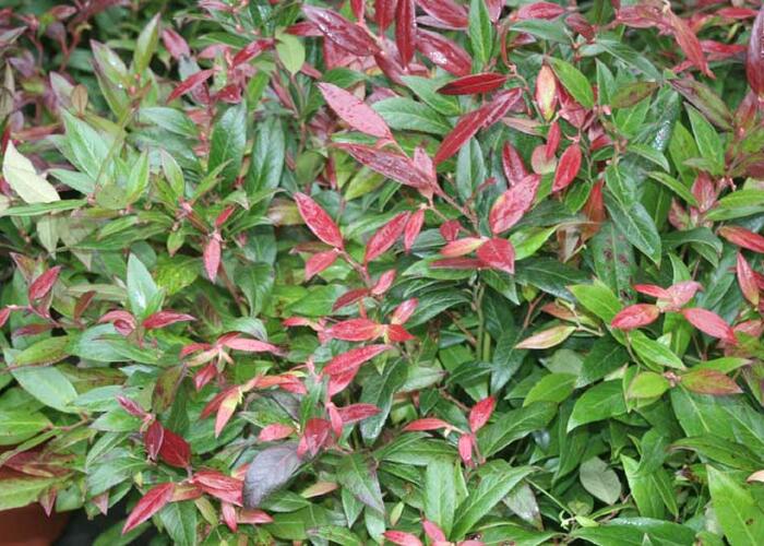 Leukothoe 'Scarletta' - Leucothoe axillaris 'Scarletta'