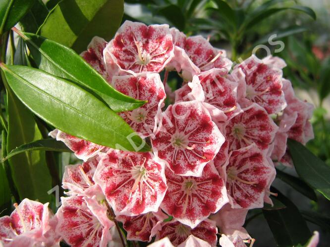 Mamota širokolistá 'Pinwheel' - Kalmia latifolia 'Pinwheel'