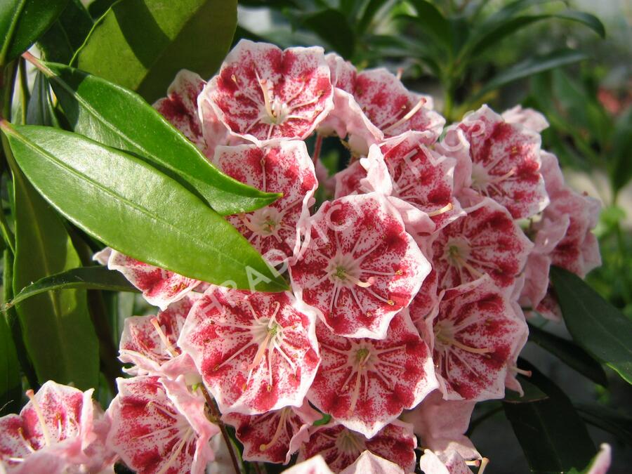 Mamota širokolistá 'Pinwheel' - Kalmia latifolia 'Pinwheel'