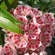 Mamota širokolistá 'Pinwheel' - Kalmia latifolia 'Pinwheel'