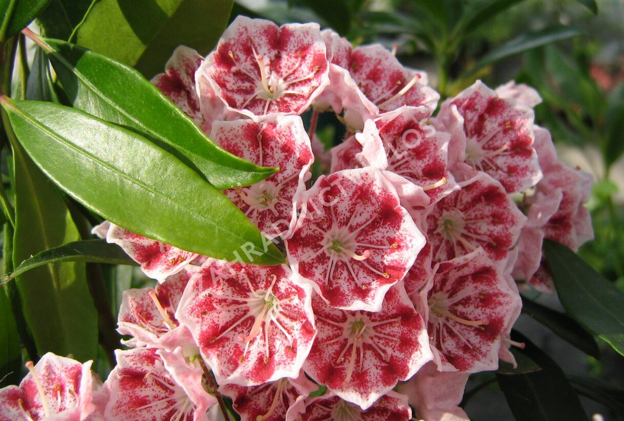 Mamota širokolistá 'Pinwheel' - Kalmia latifolia 'Pinwheel'