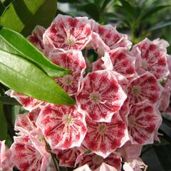 Mamota širokolistá 'Pinwheel' - Kalmia latifolia 'Pinwheel'